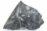 Large, Fossil Seed Fern (Alethopteris) Plate - Pennsylvania #280501-2